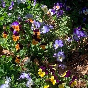 Meet your Posher, Gaius